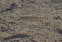 Cyprinodon riverendi