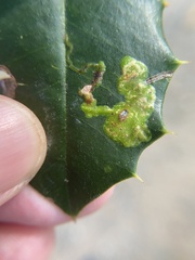 Phytomyza ilicicola