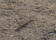 Cyprinodon riverendi