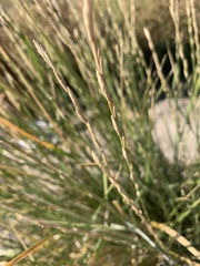 Thinopyrum obtusiflorum