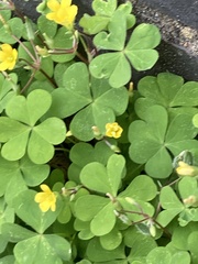 Oxalis corniculata