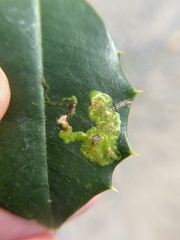 Phytomyza ilicicola
