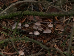 Mycena galopus