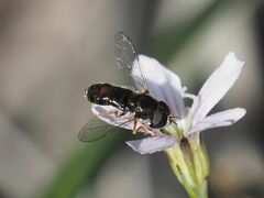Paragus