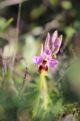 Ophrys tenthredinifera