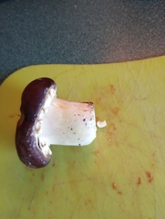 Stropharia rugosoannulata