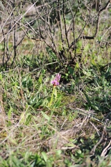 Ophrys tenthredinifera