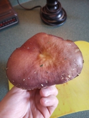 Stropharia rugosoannulata