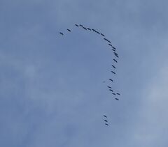 Threskiornis spinicollis