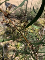 Acacia gladiiformis