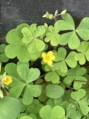 Oxalis corniculata