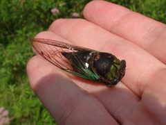 Neotibicen tibicen tibicen