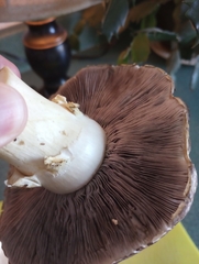 Stropharia rugosoannulata