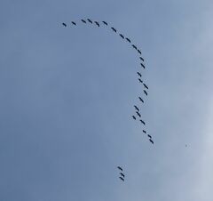 Threskiornis spinicollis