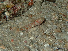 Vanneaugobius dollfusi