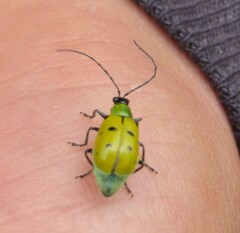 Diabrotica decempunctata