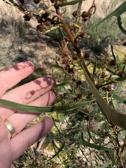 Acacia gladiiformis