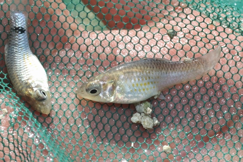 Banded limia (Limia vittata) — Poeciliidae — 2
