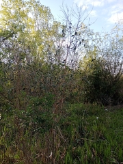 Blepharocalyx salicifolius