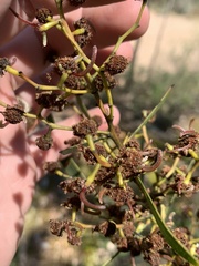 Acacia gladiiformis