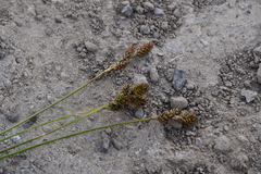 Carex lachenalii