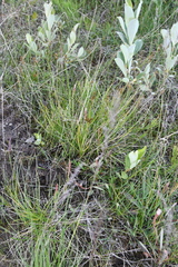Carex lachenalii