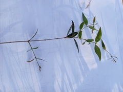 Blepharocalyx salicifolius