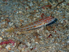 Gobius kolombatovici