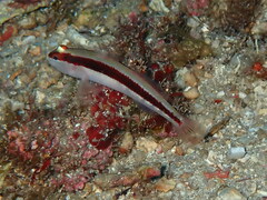 Gobius vittatus