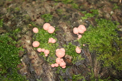 Lycogala epidendrum