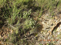 Pimelea humilis