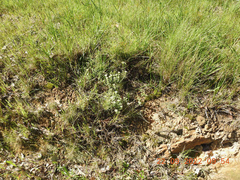 Pimelea humilis