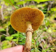 Suillus acidus