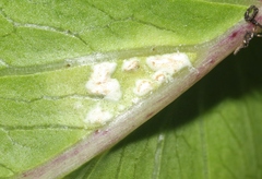 Albugo ipomoeae-pes-caprae