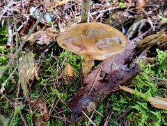 Suillus acidus