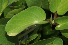 Albugo ipomoeae-pes-caprae