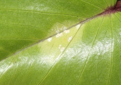 Albugo ipomoeae-pes-caprae
