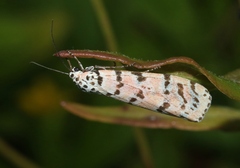 Utetheisa ornatrix