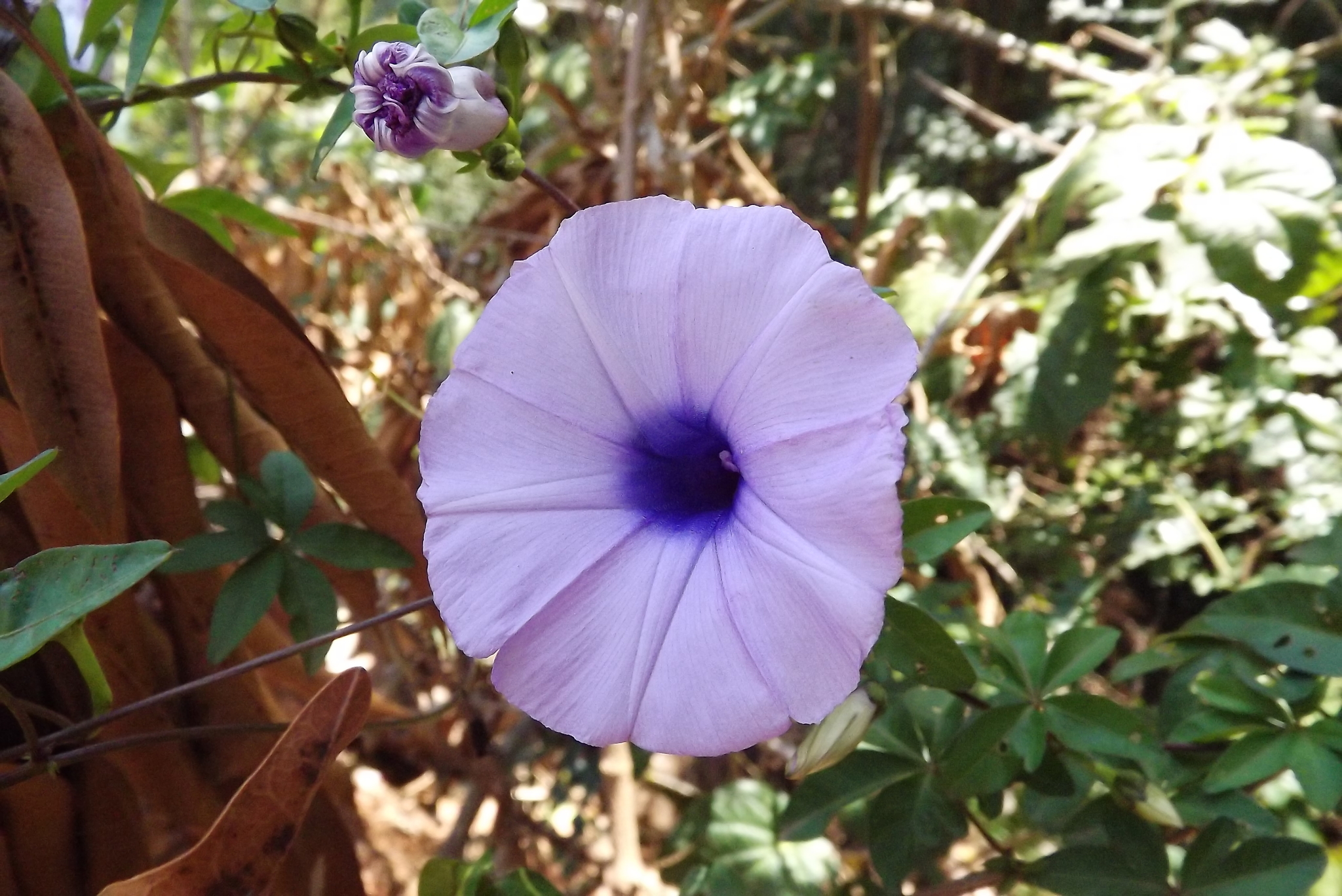 Ipomoea cairica