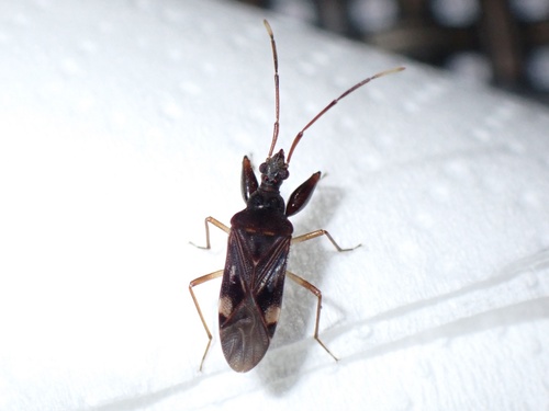 Bedunia nesiotes, 2022-09-23