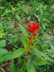 Celosia
