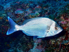 Spondyliosoma cantharus