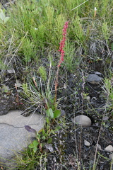 Rumex acetosa pseudoxyria