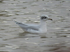 Ichthyaetus melanocephalus