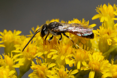 Sphecodogastra