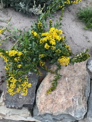 Solidago simplex