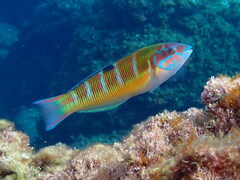 Ornate Wrasse photo 5