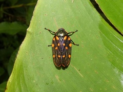 Mahanarva costaricensis