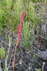 Rumex acetosa pseudoxyria