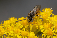 Sphecodogastra